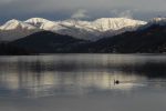 Ticino - swan lake in the winter