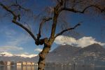 Ticino - Lugano behind the tree