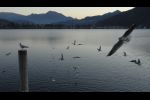 Ticino - seagulls