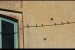 Pura - swallows