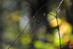 autumn in Ticino - spider hooked off