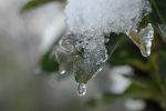 Pura - icy drops